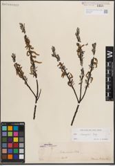 Foto von Salix eleagnos Scop.
